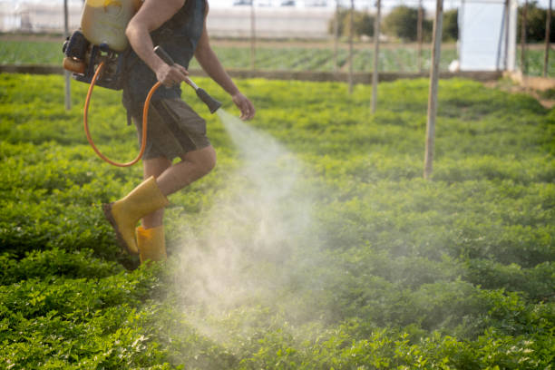 Best Pest Control Near Me  in Dassel, MN